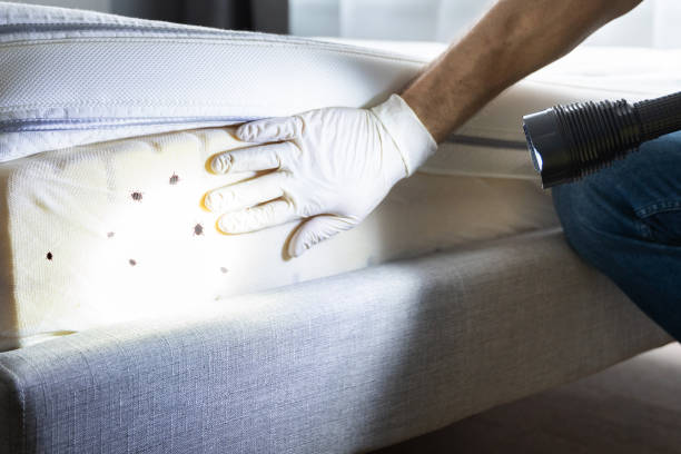 Best Local Pest Control Services  in Zelienople, PA
