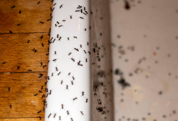 Best Best Pest Control Companies  in Zelienople, PA